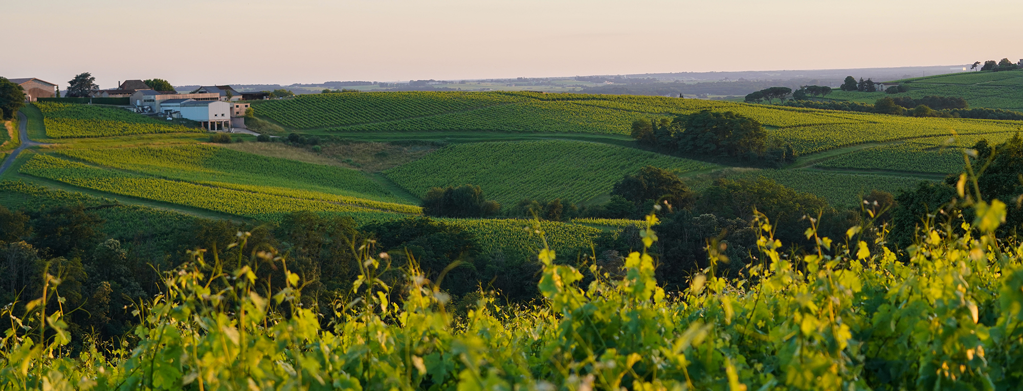 Les vins de Bordeaux & le développement durable
