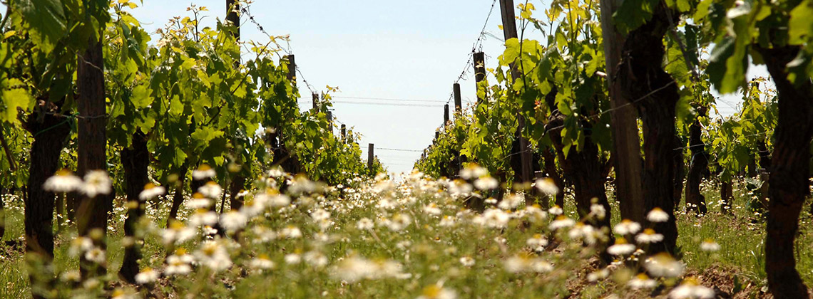 Nachhaltigkeit im Weinbau – Bordeaux setzt sich hohe Ziele im Klimafahrplan 2020