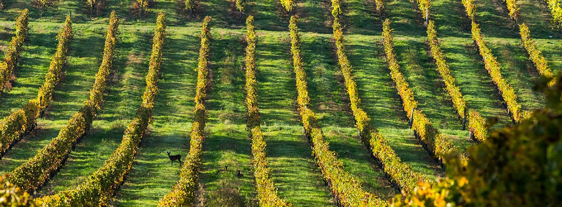 Verantwortungsvoll in die Zukunft – Nachhaltigkeit im Weinbau in Bordeaux