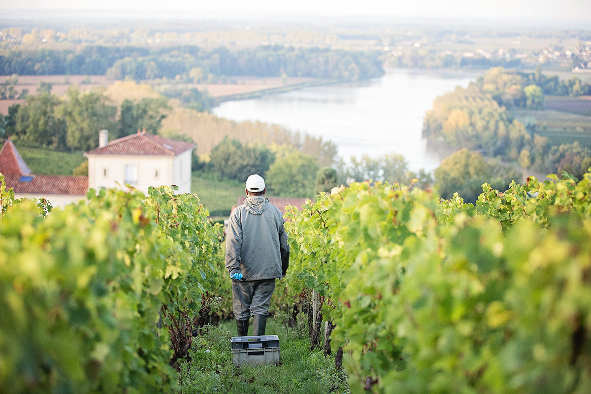 Nur alle 25 Jahre – warum 2017 kein einfacher Jahrgang für Bordeaux ist