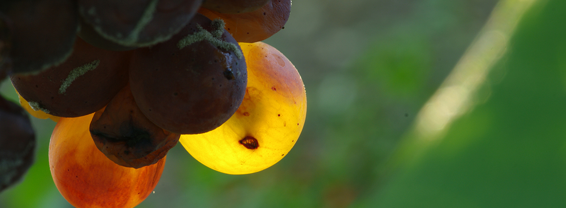 Süßwein das Gaumengold – Verwöhnprogramm für den Gaumen