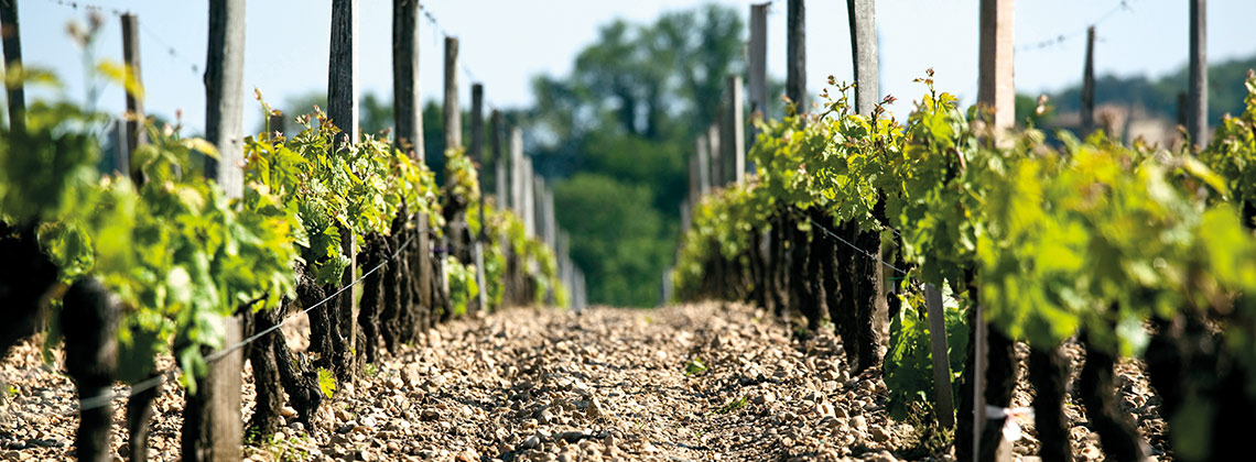 Was ist eigentlich das Terroir eines Weines und was macht Bordeaux besonders?