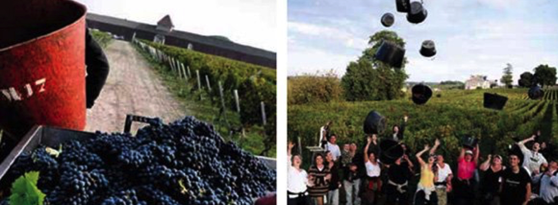 Bordeaux Harvest 2015