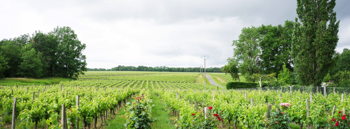 Carbon Footprint Conscious winemaking in Bordeaux