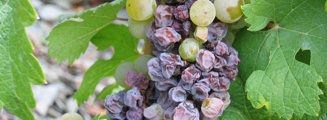 What Is Noble Rot?