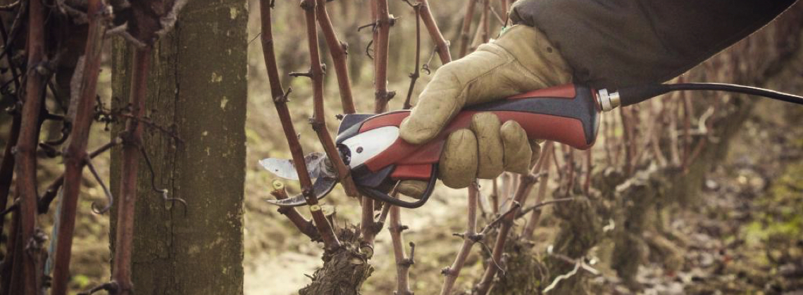 Scenes From The Vineyard Winter Edition: Why We Prune