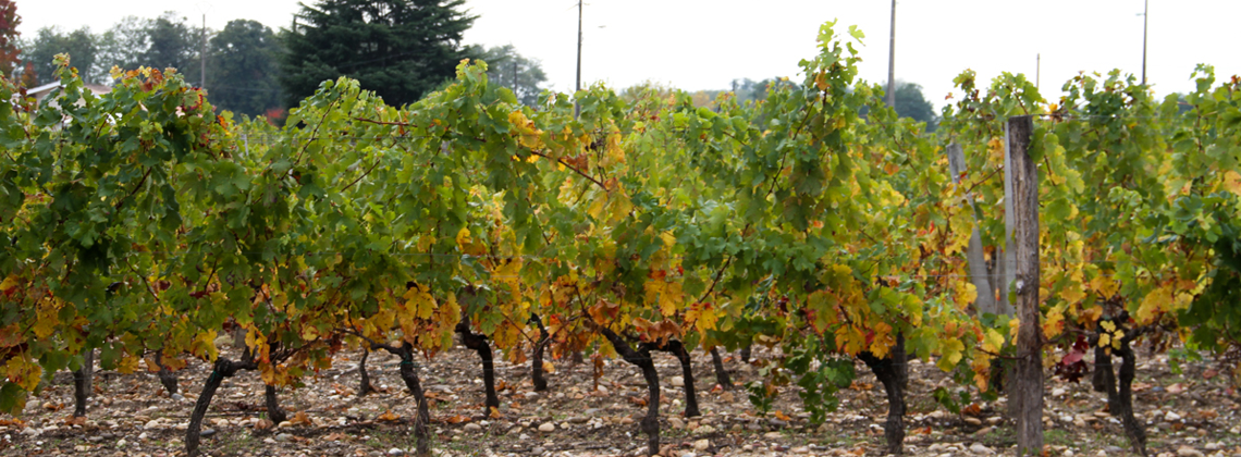Bordeaux d’automne : déroulez le tapis rouge !