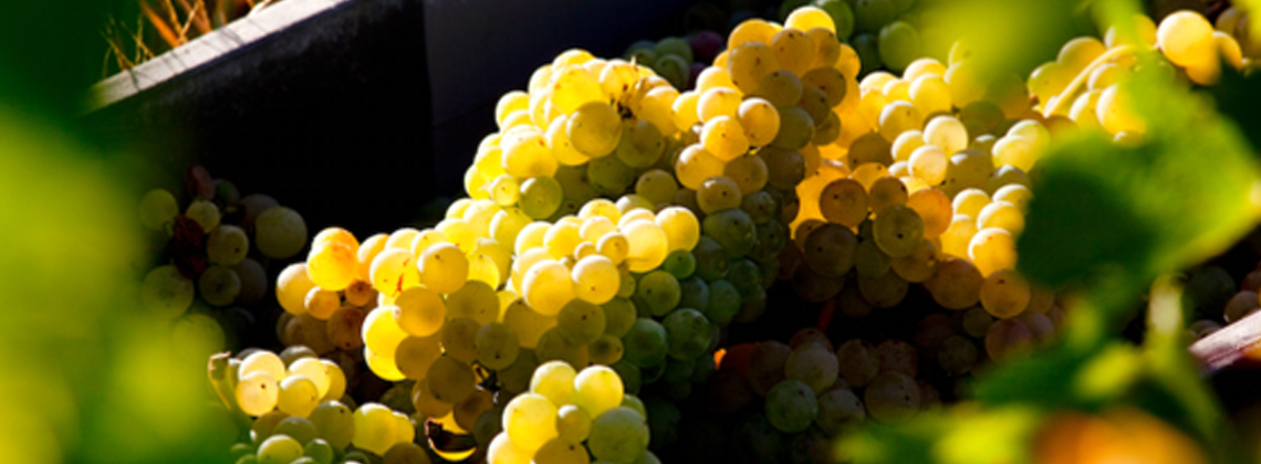 Bordeaux blancs secs et rosés : bienvenue au millésime 2015 !